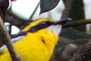Yellow-breasted Boatbill (Machaerirhynchus flaviventer)